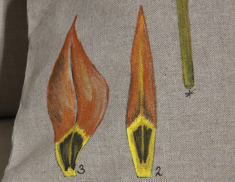 Coussin Tulipe